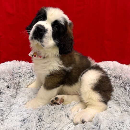 Saint Bernard-DOG-Male-Mahogany / White-10104-Petland Pensacola, Florida