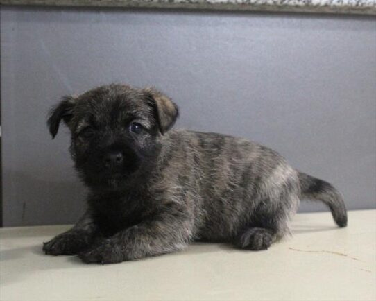 Cairn Terrier-DOG-Male-Wheaten-10144-Petland Pensacola, Florida
