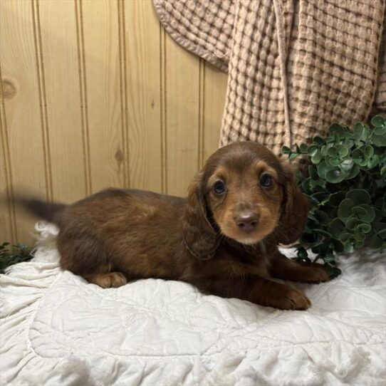 Dachshund-DOG-Male-Chocolate / Tan-10145-Petland Pensacola, Florida