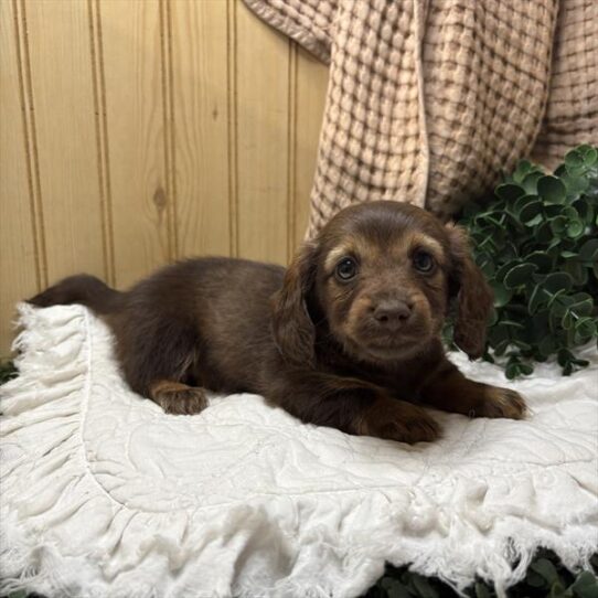 Dachshund-DOG-Female-Chocolate-10146-Petland Pensacola, Florida