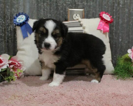 Miniature American Shepherd-DOG-Male-Tri-Colored-10147-Petland Pensacola, Florida