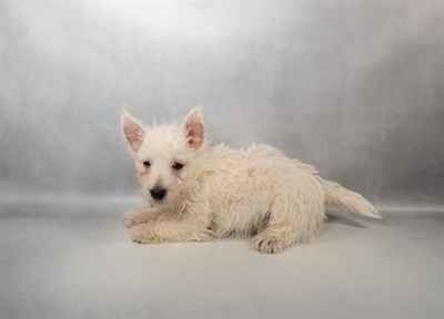 West Highland White Terrier-DOG-Female-White-10154-Petland Pensacola, Florida