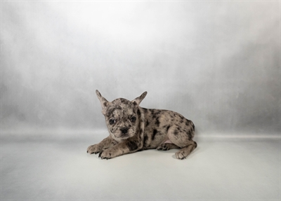 French Bulldog-DOG-Female-Blue Merle-10155-Petland Pensacola, Florida
