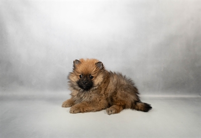 Pomeranian-DOG-Male-Orange Sable-10158-Petland Pensacola, Florida