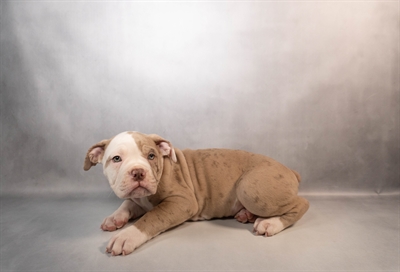 Olde English Bulldog-DOG-Male-Merle-10159-Petland Pensacola, Florida