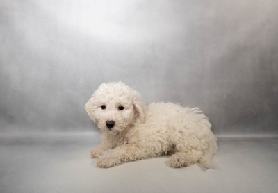 Bichon Frise-DOG-Female-White-10174-Petland Pensacola, Florida