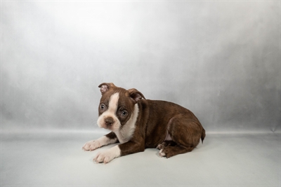 Boston Terrier-DOG-Male-Seal Brindle and White-10175-Petland Pensacola, Florida