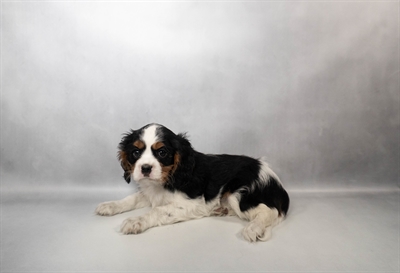 Cavalier King Charles Spaniel-DOG-Male-Black and White-10177-Petland Pensacola, Florida