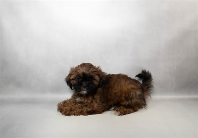 Shih Tzu-DOG-Female-Red-10176-Petland Pensacola, Florida