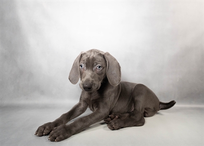 Weimaraner-DOG-Male-Blue-10178-Petland Pensacola, Florida