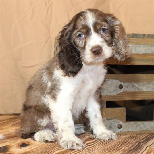 Cocker Spaniel-DOG-Male-Chocolate Roan-10179-Petland Pensacola, Florida
