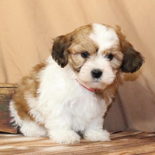 Teddy Bear-DOG-Female-White / Gold-10180-Petland Pensacola, Florida