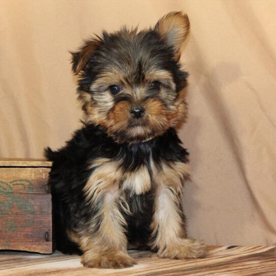 Yorkshire Terrier-DOG-Male-Black / Tan-10182-Petland Pensacola, Florida