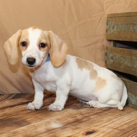 Dachshund-DOG-Female-Cream-10183-Petland Pensacola, Florida