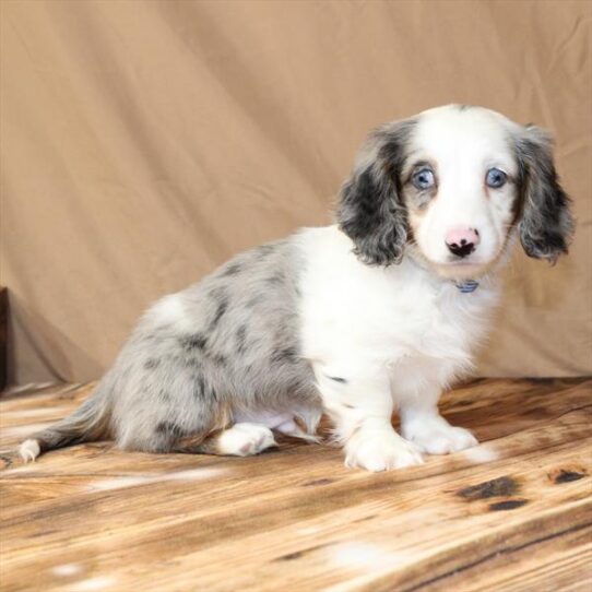 Dachshund-DOG-Male-Black / Tan-10184-Petland Pensacola, Florida