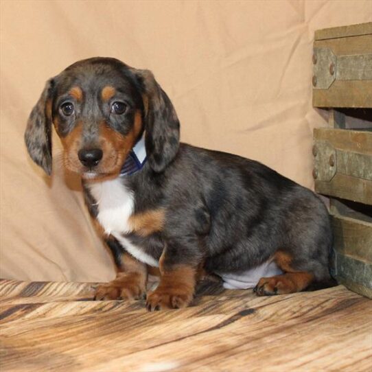 Dachshund-DOG-Male-Black / Tan-10185-Petland Pensacola, Florida