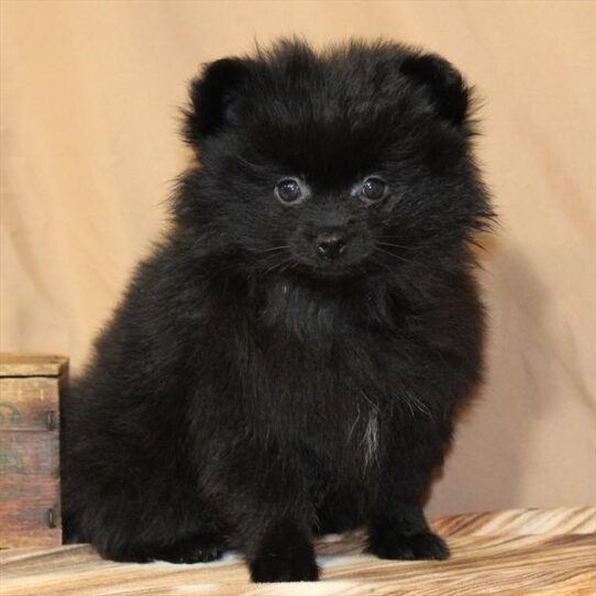 Pomeranian-DOG-Female-Black-10186-Petland Pensacola, Florida