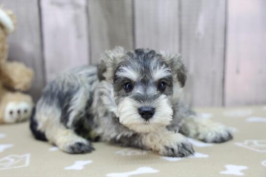 Miniature Schnauzer-DOG-Female-Salt / Pepper-10194-Petland Pensacola, Florida