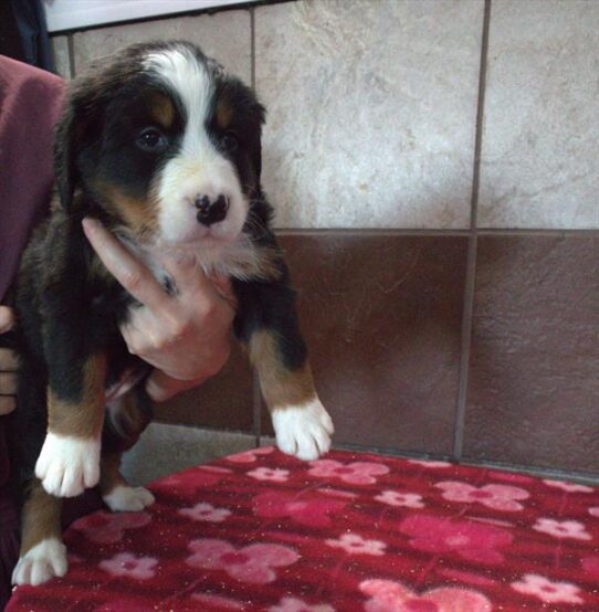 Bernese Mountain Dog-DOG-Female-Black-10195-Petland Pensacola, Florida