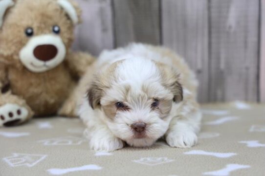 Havanese-DOG-Male-Tan / White-10196-Petland Pensacola, Florida