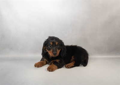 Dachshund-DOG-Male-Black and Tan-10206-Petland Pensacola, Florida