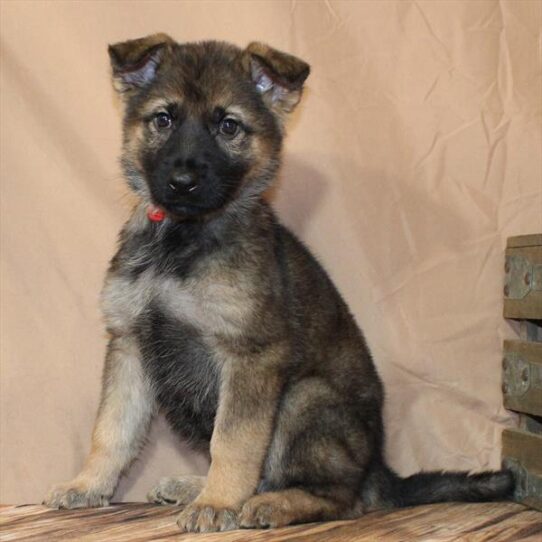German Shepherd-DOG-Female-Red Sable-10214-Petland Pensacola, Florida