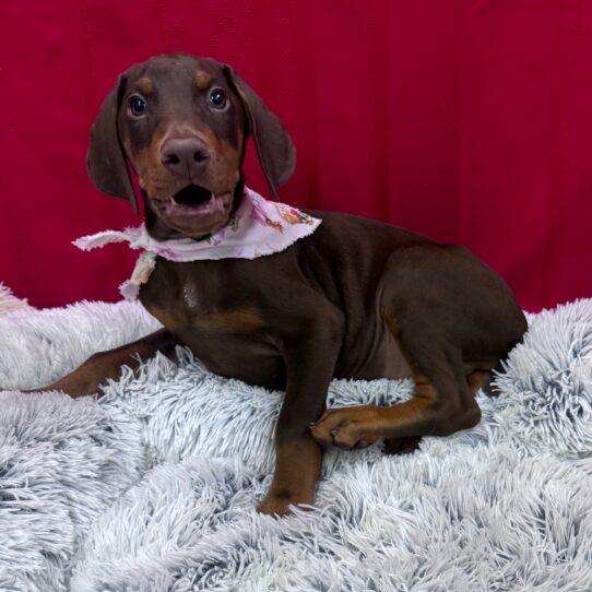 Doberman Pinscher-DOG-Male-Brown / Tan-10216-Petland Pensacola, Florida