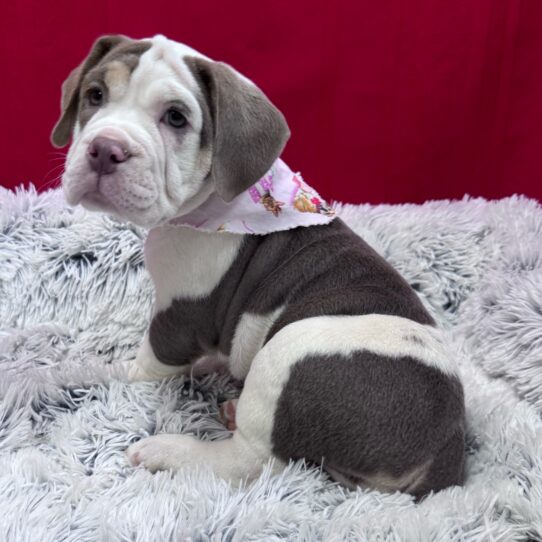 Beabull 2nd Gen-DOG-Female-Lilac-10217-Petland Pensacola, Florida