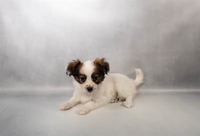 Papillon-DOG-Female-White and Sable-10231-Petland Pensacola, Florida