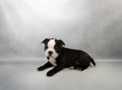 Boston Terrier-DOG-Female-Black Brindle and White-10232-Petland Pensacola, Florida