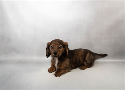 Dachshund-DOG-Male-Brindle-10233-Petland Pensacola, Florida