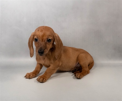 Dachshund-DOG-Female-Red-10234-Petland Pensacola, Florida