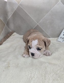 Beabull 2nd Gen-DOG-Male-Red / White-10248-Petland Pensacola, Florida