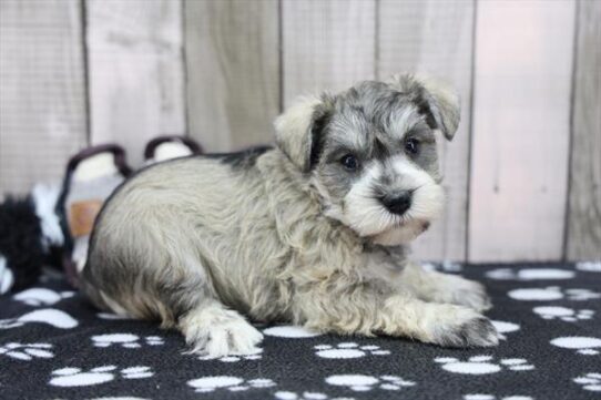 Miniature Schnauzer-DOG-Female-Salt / Pepper-10043-Petland Pensacola, Florida