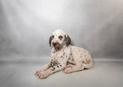 Dalmatian-DOG-Female-White and Liver Brown-10156-Petland Pensacola, Florida