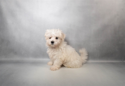 Maltese-DOG-Male-White-10157-Petland Pensacola, Florida