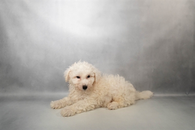 Bichon Frise-DOG-Male-White-10173-Petland Pensacola, Florida