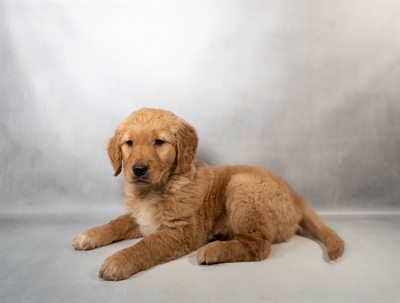 Golden Retriever-DOG-Female-Golden-10205-Petland Pensacola, Florida