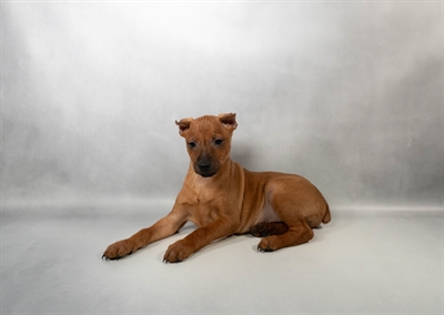Miniature Pinscher-DOG-Male-Red-10208-Petland Pensacola, Florida