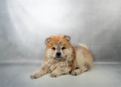 Chow Chow-DOG-Male-Red-10230-Petland Pensacola, Florida