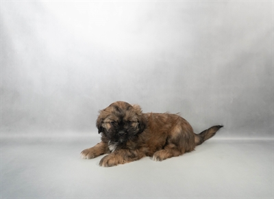 Shih Tzu-DOG-Male-Black Gold and White-10235-Petland Pensacola, Florida