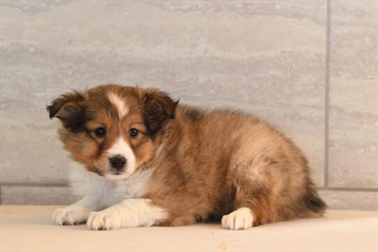 Shetland Sheepdog-DOG-Male-Cream / Tan-10244-Petland Pensacola, Florida