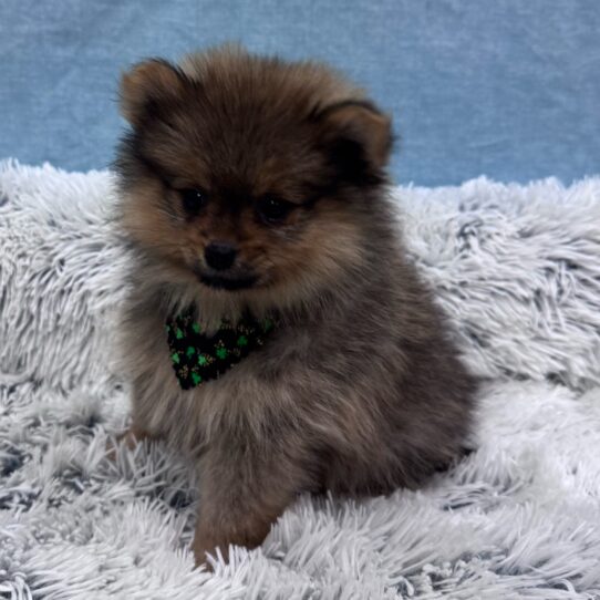 Pomeranian-DOG-Female-Orange Sable-10273-Petland Pensacola, Florida