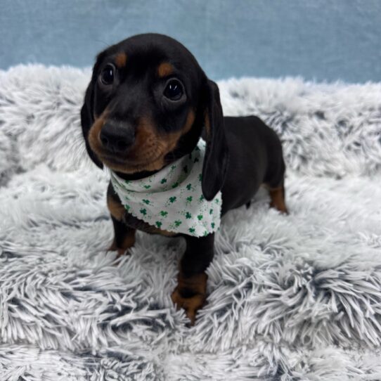 Dachshund-DOG-Male-Black and Tan-10258-Petland Pensacola, Florida