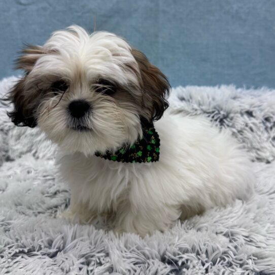 Lhasa Apso-DOG-Female-White / Gold-10272-Petland Pensacola, Florida