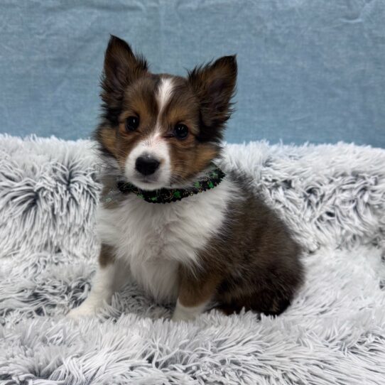 Shetland Sheepdog-DOG-Male-Sable / White-10274-Petland Pensacola, Florida