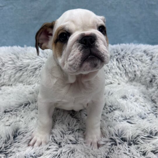 English Bulldog-DOG-Female-Fawn / White-10252-Petland Pensacola, Florida