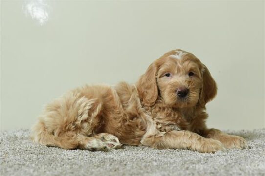 Goldendoodle Mini 2nd Gen-DOG-Male-White / Cream-10280-Petland Pensacola, Florida