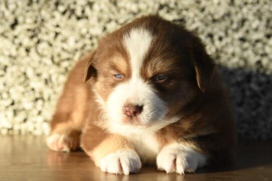 Miniature American Shepherd-DOG-Male-Red-10282-Petland Pensacola, Florida