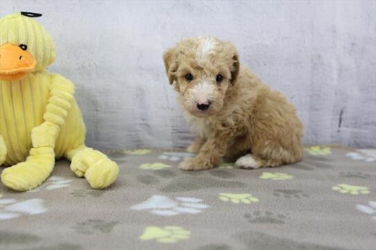 Poodle-DOG-Female-Light Red-10283-Petland Pensacola, Florida